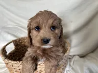 Candy, a female Cockapoo for sale in Athens, WI – Photo 5 of 10