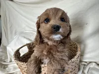 Candy, a female Cockapoo for sale in Athens, WI – Photo 10 of 10