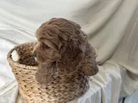 Candy, a female Cockapoo for sale in Athens, WI – Photo 9 of 10