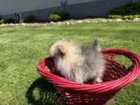 Buddy, a male Pomeranian for sale in Athens, WI – 10 of 10