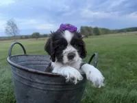 AKC Monica, a female Cocker Spaniel for sale in Athens, WI – 2 of 10