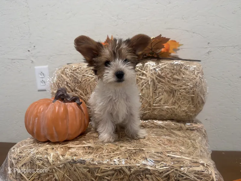 Trevor – Yorkshire Terrier puppy for sale in Athens, WI