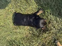 Henry, a female Cocker Spaniel for sale in Athens, WI – 6 of 6