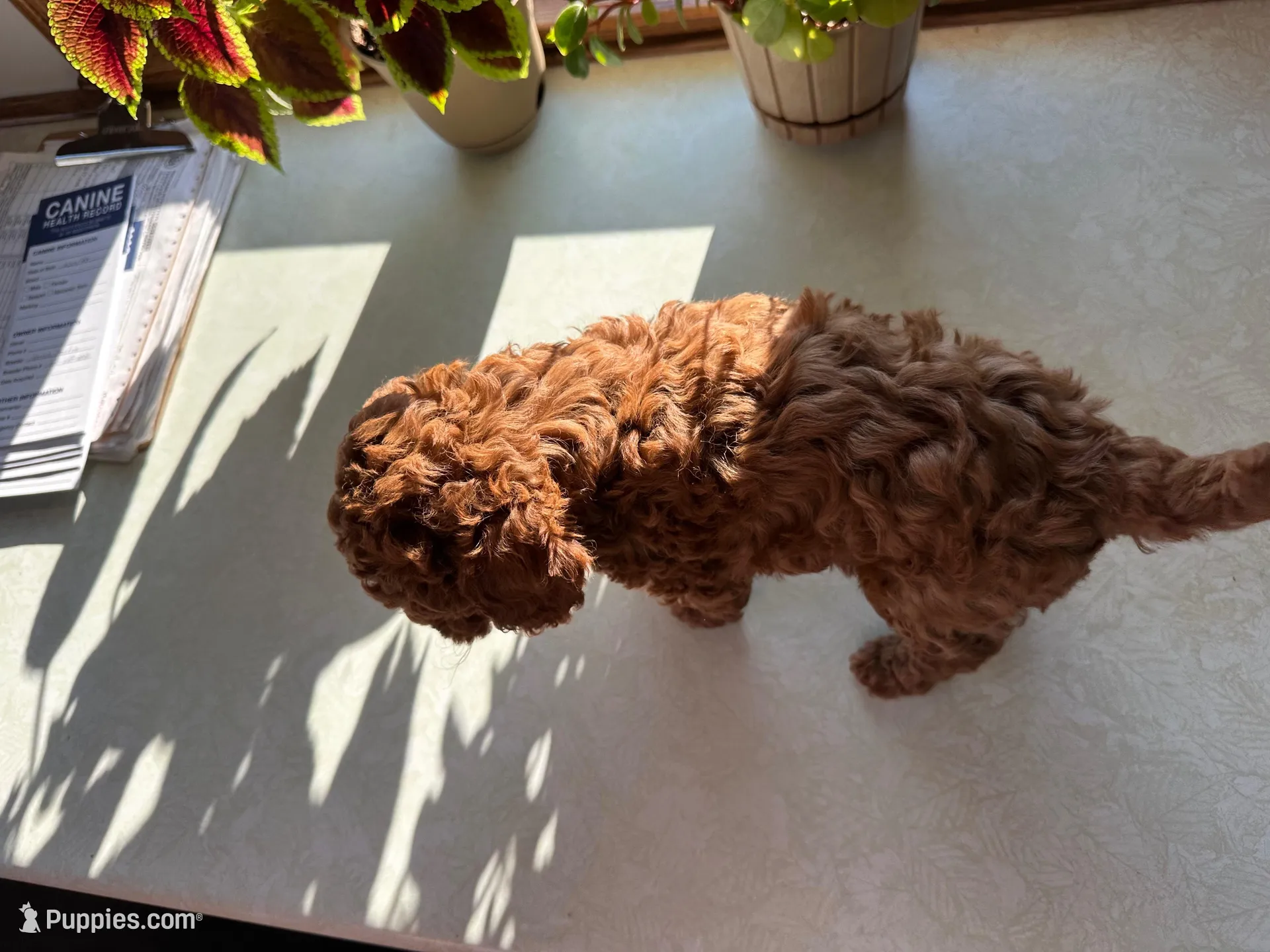 Max, a male Miniature Goldendoodle for sale in Athens, WI – Photo 7 of 10