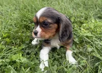Lucas, a male Cavalier King Charles Spaniel for sale in Athens, WI – 7 of 10