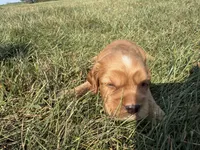 Harry Jr, a female Cocker Spaniel for sale in Athens, WI – 3 of 6