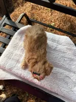Elane, a female Cavapoo for sale in Athens, WI – 7 of 10