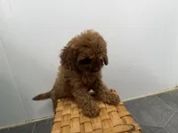 Roxy, a female Cavapoo for sale in Athens, WI – 2 of 10
