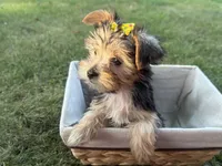 Jessie, a female Morkie for sale in Athens, WI – 3 of 10