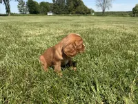 AKC Dax, a male Cavalier King Charles Spaniel for sale in Athens, WI – 7 of 10