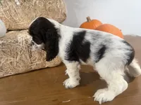 AKC Wren, a female Cocker Spaniel for sale in Athens, WI – 2 of 10