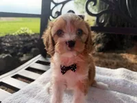 Ernie, a male Cavapoo for sale in Athens, WI – 3 of 10