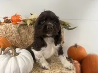 AKC Walker, a male Cocker Spaniel for sale in Athens, WI – 5 of 10
