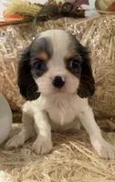 Carter, a male Cavalier King Charles Spaniel for sale in Athens, WI – 7 of 10