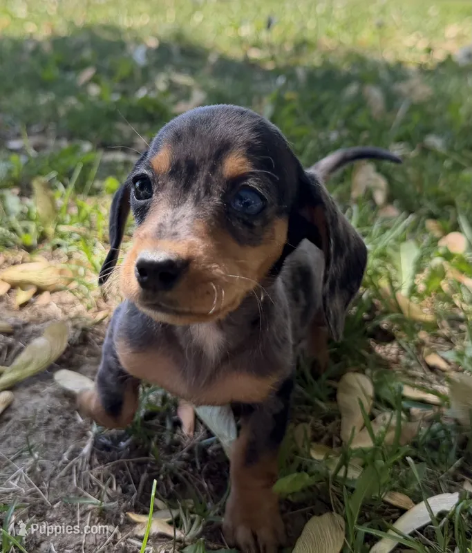 Harper – Miniature Dachshund puppy for sale in Athens, WI