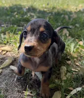 Harper, a female Miniature Dachshund for sale in Athens, WI – 1 of 10