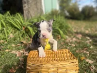 Parker, a male Boston Terrier for sale in Athens, WI – 8 of 10