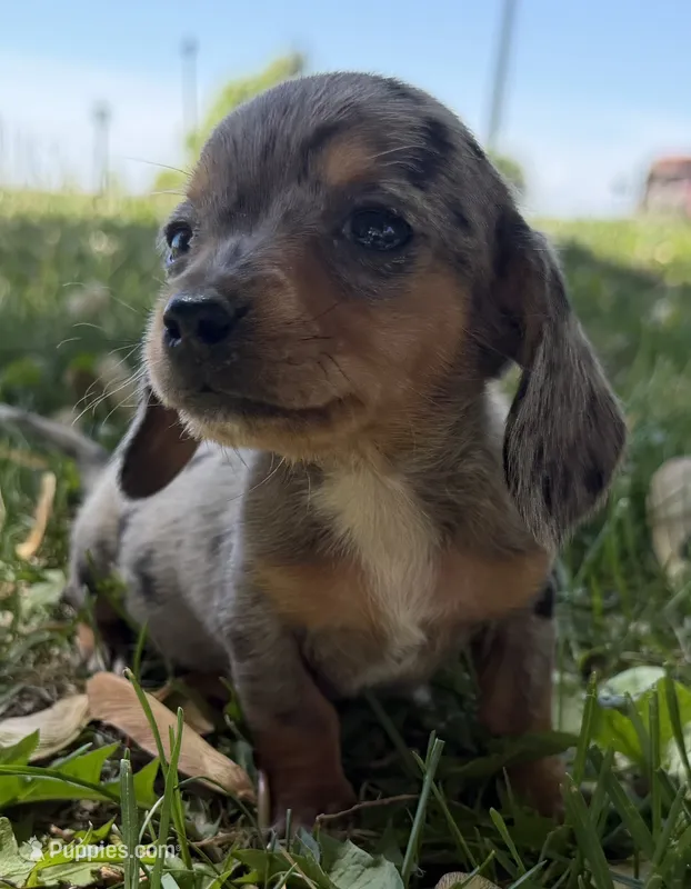Hattie – Miniature Dachshund puppy for sale in Athens, WI