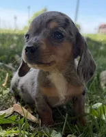 Hattie, a female Miniature Dachshund for sale in Athens, WI – 1 of 10