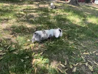 Hudson, a male Miniature Dachshund for sale in Athens, WI – 10 of 10