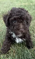 Eddie, a male Poodle - Toy  for sale in Athens, WI – 3 of 10