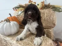 AKC Wanda , a female Cocker Spaniel for sale in Athens, WI – 4 of 10