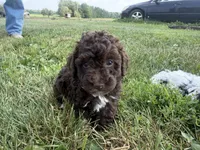 Eddie, a male Poodle - Toy  for sale in Athens, WI – 8 of 10