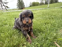 Dewey, a male Miniature Bernedoodle for sale in Athens, WI – 9 of 10