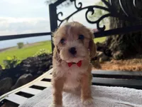 Eddie, a male Cavapoo for sale in Athens, WI – 2 of 10