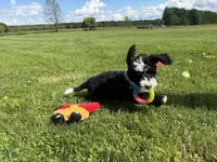 Huey, a male Miniature Bernedoodle for sale in Athens, WI – 5 of 10