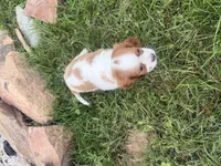 Logan, a male Cavalier King Charles Spaniel for sale in Athens, WI – 7 of 10