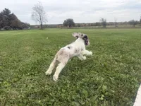 AKC Winnie, a female Cocker Spaniel for sale in Athens, WI – 8 of 10