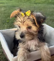 Jessie, a female Morkie for sale in Athens, WI – 9 of 10