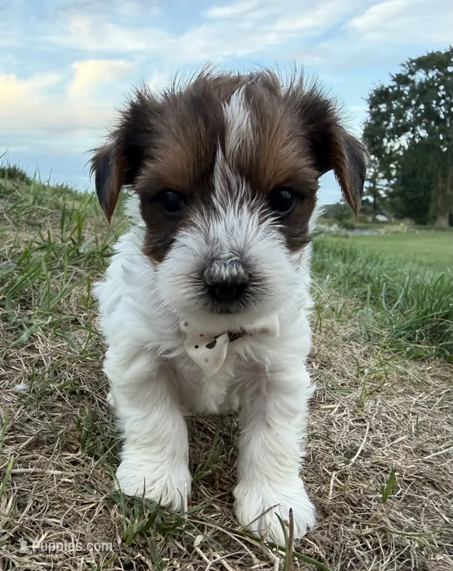 Trevor – Yorkshire Terrier puppy for sale in Athens, WI