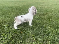 AKC Winnie, a female Cocker Spaniel for sale in Athens, WI – 10 of 10