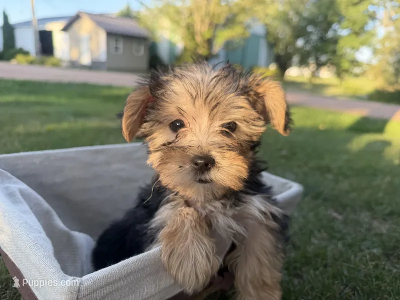 Woody – Morkie puppy for sale in Athens, WI