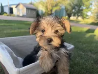 Woody, a male Morkie for sale in Athens, WI – 1 of 10