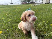 Ember , a female Cavapoo for sale in Athens, WI – 10 of 10