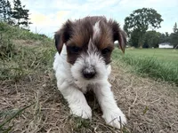 Trevor, a male Yorkshire Terrier for sale in Athens, WI – 5 of 10