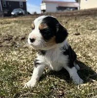 Bob, a male Cocker Spaniel and Miniature Australian Shepherd for sale in Athens, WI – 2 of 4
