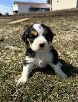 Bob, a male Cocker Spaniel and Miniature Australian Shepherd for sale in Athens, WI – 3 of 4