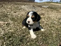 Bob, a male Cocker Spaniel and Miniature Australian Shepherd for sale in Athens, WI – 4 of 4