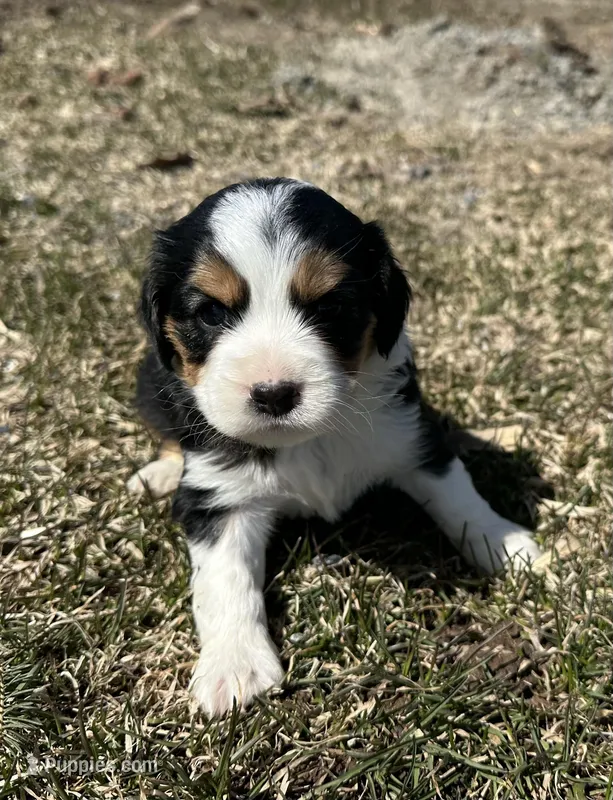 Bob – Cocker Spaniel, Miniature Australian Shepherd puppy for sale in Athens, WI