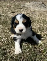 Bob, a male Cocker Spaniel and Miniature Australian Shepherd for sale in Athens, WI – 1 of 4