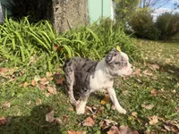 Priscilla, a female Boston Terrier for sale in Athens, WI – 9 of 10