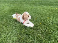 Dean, a male Poodle - Miniature  for sale in Athens, WI – 7 of 10