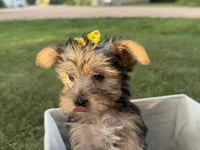 Jessie, a female Morkie for sale in Athens, WI – 4 of 10