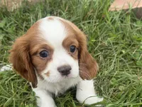 Logan, a male Cavalier King Charles Spaniel for sale in Athens, WI – 2 of 10