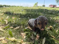 Hattie, a female Miniature Dachshund for sale in Athens, WI – 9 of 10