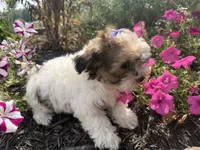 Fiona, a female Yorkshire Terrier for sale in Athens, WI – 2 of 10